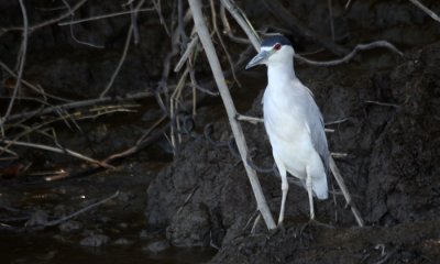 Black-crowned nightheron