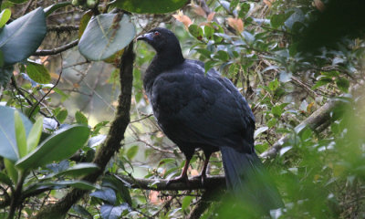 Black guan