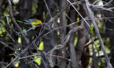 Prothonotary warbler