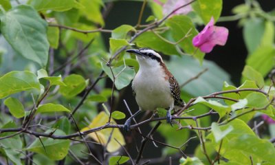 Roufous-necked wren