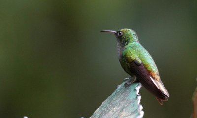 Purple-throated mountain gem