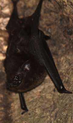Greater white-striped bat