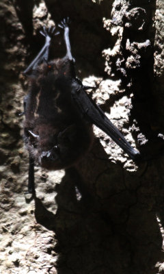 Greater white-striped bat (3).JPG