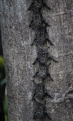 Probisucus bat