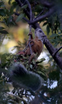 Varigated squirrel