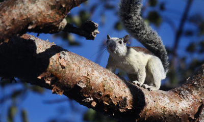 Varigated squirrel