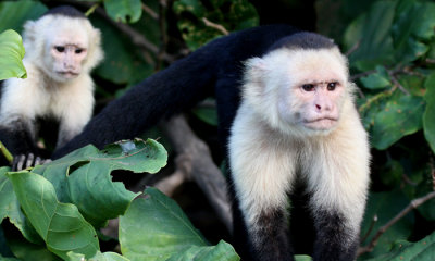 White-faced capuchin