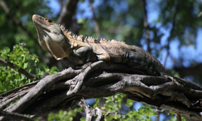 Spiny-tailed iguana