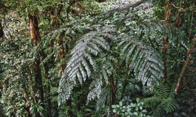 Cloud forest, Monteverde
