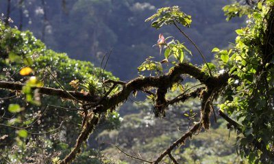 Cloud forest, Monteverde