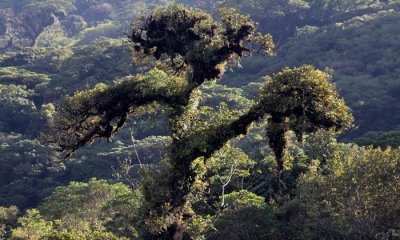 Monteverde Cloud forest