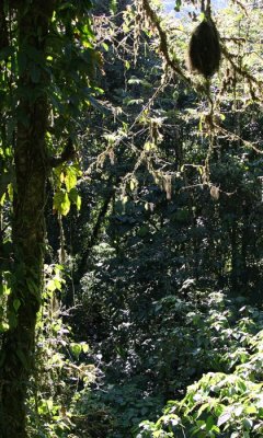 Cloud forest, Monteverde
