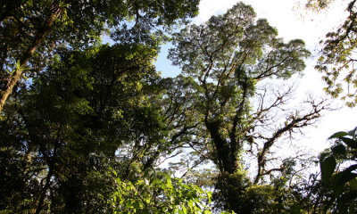 Cloud forest, Monteverde