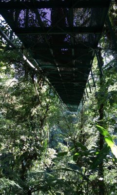 Cloud forest, Monteverde