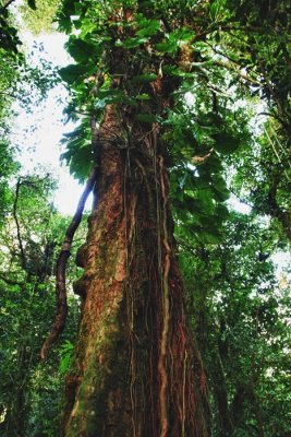 Cloud forest, Monteverde