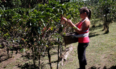 Coffee tour, Monteverde