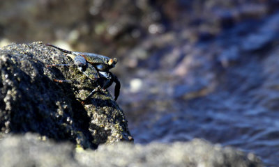 Costa Rica Invertebrates