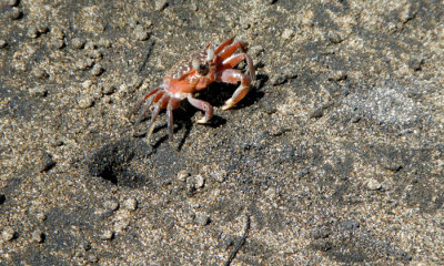 Costa Rica Invertebrates