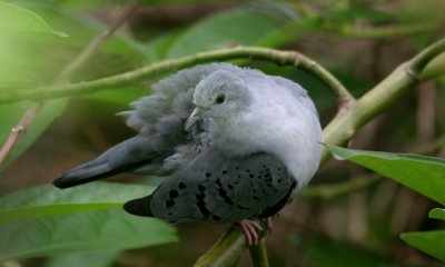 Inca dove