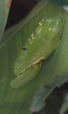 Red-eyed leaf frog