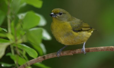 Thick-billed euphonia