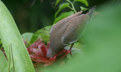 White-wing dove