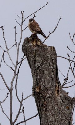 American kestrel