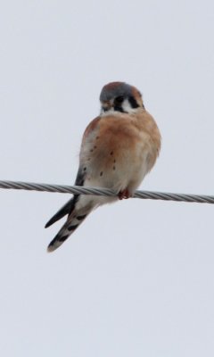 American kestrel