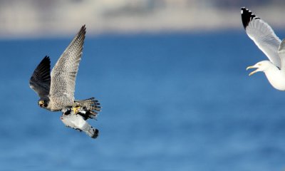 Peregrine falcon