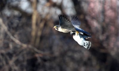 Peregrine falcon