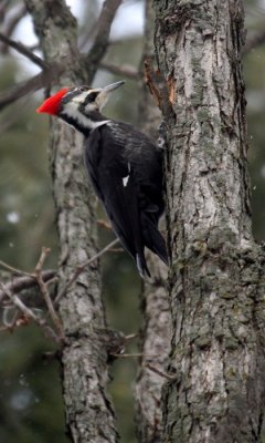Pileated woodpecker