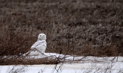 Snowy owl