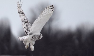 Snowy owl