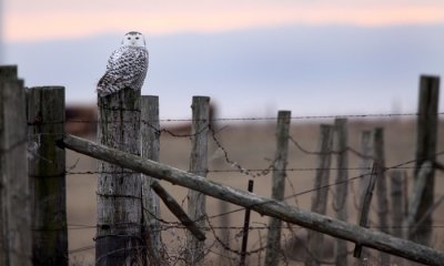 Snowy owl