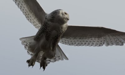 Snowy owl