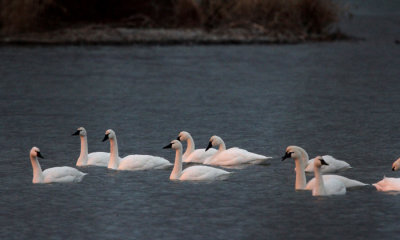Trumpter swan