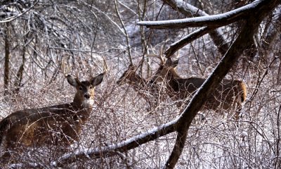 White-tailed deer
