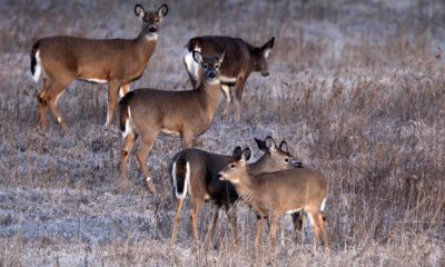 White-tailed deer