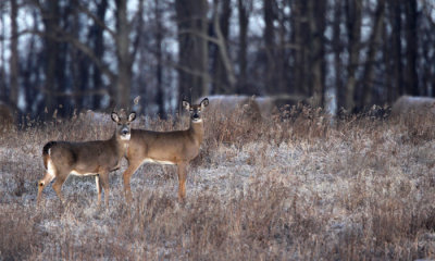 White-tailed deer