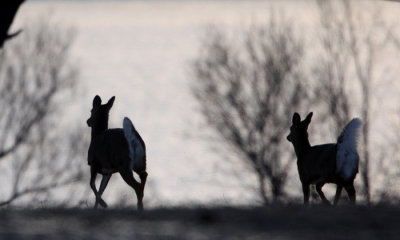 White-tailed deer