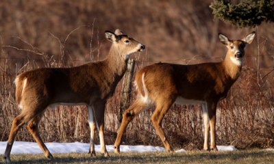 White-tailed deer