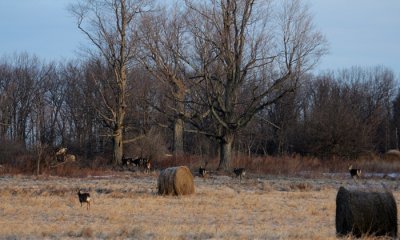 White-tailed deer