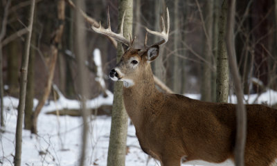 White-tailed deer