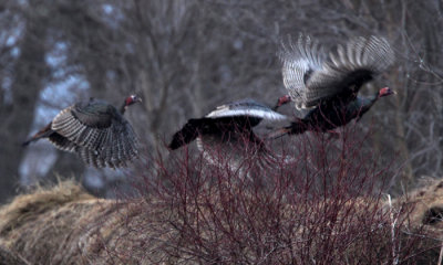 Wild turkey