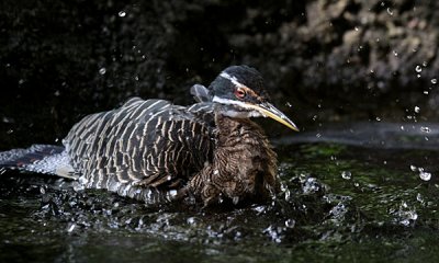 Sunbittern.