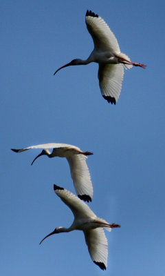 White ibis