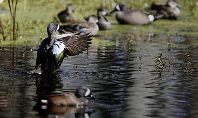 Blue winged teal