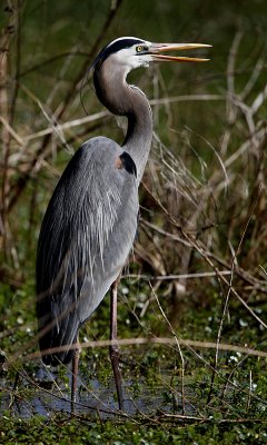 Great blue heron