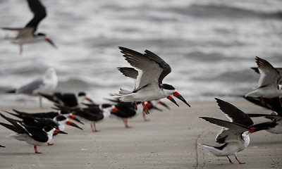 Black skimmer