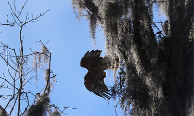 Red-shouldered hawk